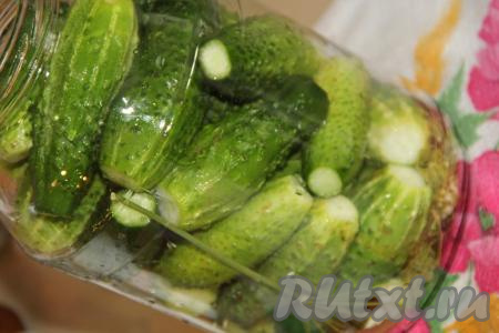 Огурцы предварительно замочить в холодной воде на сутки. Затем хорошо промыть огурчики и, отрезав попки с двух сторон, плотно выложить в банку.