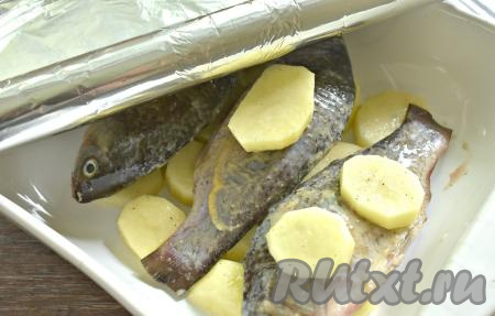 На карасей помещаем по кружочку картошки. Форму с карасями и картофелем закрываем фольгой. Благодаря картошке, которая находится поверх карасиков, фольга не будет соприкасаться с рыбой и караси не прилипнут к фольге при запекании.