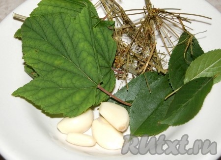 Приготовить листья черной смородины, вишни, укроп и чеснок. Уложить их на дно банки.