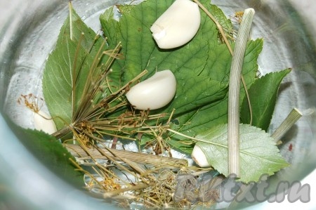 Приготовить листья черной смородины, вишни, укроп и чеснок. Уложить их на дно банки.