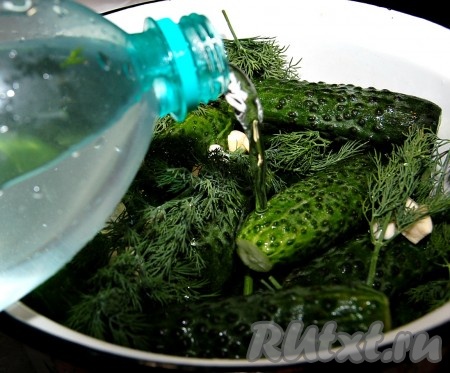 Подготовленный раствор вылить из бутылки в огурцы.