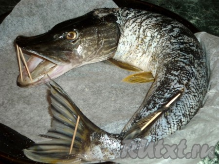 Голову пришить. Выложить фаршированную щуку на противень. С помощью зубочисток поднять плавник, хвост и открыть рыбе рот. Смазать сверху сливочным маслом и отправить в духовку. Выпекать при температуре 180 градусов около часа (в зависимости от размера рыбы).
