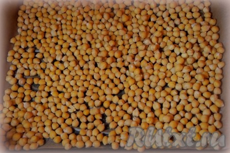 Воду слить. Духовку разогреть до температуры 180 градусов. Противень застелить бумагой для выпечки, нут распределить по всемй площади.
