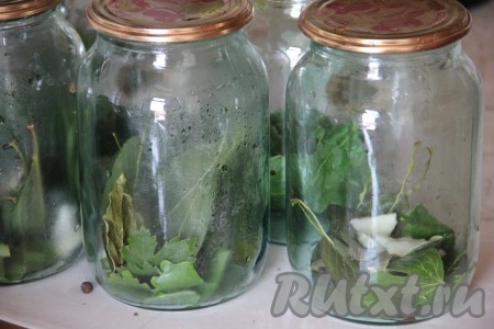 Литровые банки простерилизовать любым удобным способом, крышки прокипятить в течение 3-4 минут с момента закипания воды. Листья вишни, смородины, хрена вымыть. На дно каждой литровой банки выложить по 5 листьев вишни и смородины, 5 горошин чёрного перцы, 3 горошины душистого перца, 2-3 очищенных зубчика чеснока, 2 лавровых листа, зонтик укропа, 1-2 листа хрена.