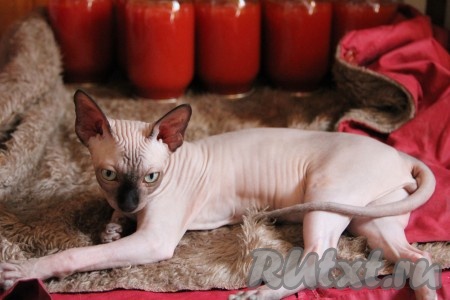 Банки складываем в ряд и укутываем тщательно со всех сторон в одеяло до полного остывания. У меня есть помощник, который всегда за этим следит.
