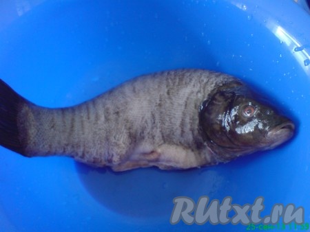 Рыбу вымыть и облить со всех сторон горячей водой, чтобы удалить слизь и убрать вкус тины. Чистим рыбу, удаляем внутренности и жабры. Еще раз хорошо промываем и просушиваем. Солим, перчим и откладываем в сторону.
