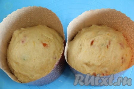 Разложить тесто по формам, заполняя их на 1/2 объёма. Я использовала бумажные формы для выпекания куличей. У меня получилось 2 больших кулича. Поставить формы с тестом на противень для выпекания. Накрыть формы полотенцем и оставить их в тепле на 1 час.