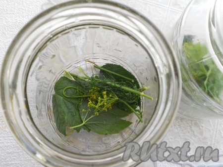 На дно чистых баночек поместить укроп, листья вишни и смородины.
