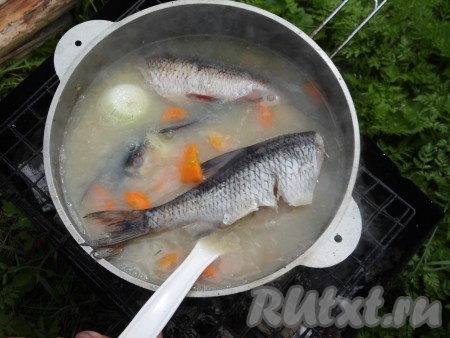 Затем добавить рыбу и 2 целые очищенные луковицы. Накрыть казан крышкой и томить до готовности (минут 20). В самом конце вытащить целые луковицы, добавить в уху водку и маленький уголёк из мангала (буквально на 1 минуту для придания супу аромата костра, затем уголёк вынуть).
