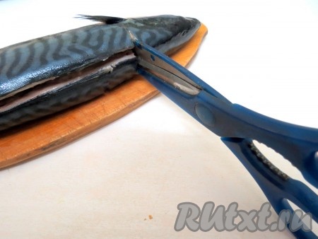 Ножницы вставляем в поперечный разрез и перерезаем ими хребетную кость у головы и у хвоста.