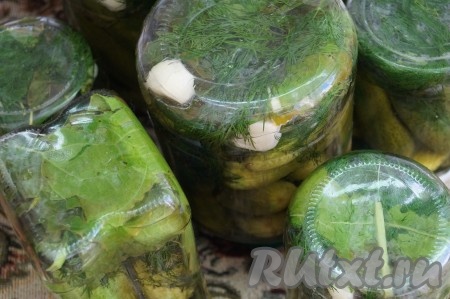 Приготовить маринад: 3 литра воды вскипятить, добавить туда соль, сахарный песок и уксус. Прокипятить минуты 2-3 до растворения сахара и соли, залить простерилизованные огурцы, закатать крышками и перевернуть банки крышками вниз. Закутать банки в одеяло и оставить до полного остывания. У меня получилось 7 литровых банок.
