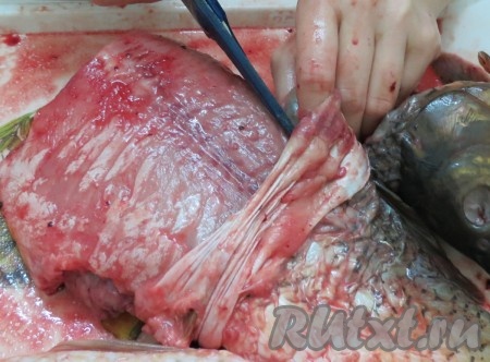 В местах, где плавники, вставляем ножницы и отрезаем плавник изнутри, под кожей.