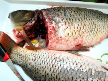 Отрезаем голову со стороны брюшка. Когда нож дойдёт до позвоночника, остановитесь и медленно, аккуратно поднимайте голову вверх до тех пор, пока не переломаете позвоночник. Голова держится на коже. Не отрезайте её, пожалуйста!
