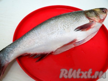 Приступаем к рыбе. Чистим толстолобика от чешуи. Разрезаем брюшко и удаляем его содержимое. Удаляем жабры и глаза. Посыпаем солью и перцем всю поверхность рыбы, в том числе и в брюшке. Оставляем на пол часа, чтобы рыба пропиталась.
