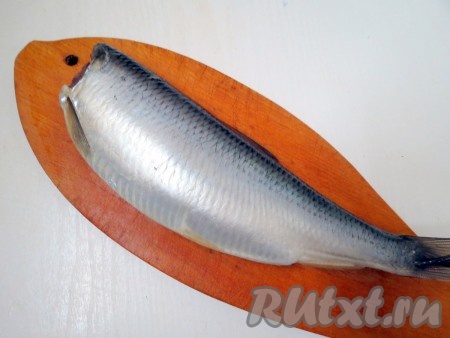Для приготовления фаршированной солёной селёдки нам понадобится крупная жирная сельдь. Голову сельди отрезаем.