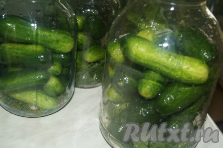 Выложить огурцы&nbsp;в банки к листьям хрена, вишни, смородины, укропу и чесноку.
