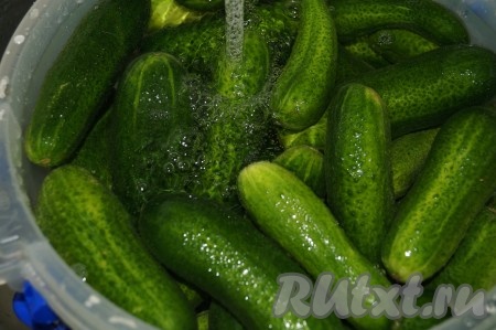 Выложить огурцы в большую кастрюлю или ведро и залить холодной водой на 4-5 часов или на ночь, чтобы огурцы были хрустящими и не впитывали в себя лишний рассол.