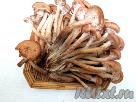 Для соления лучше брать молодые опята.
